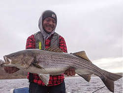 Superb striped bass fishing at Country Haven Miramichi!
