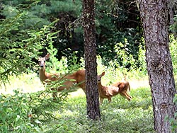 Wildlife, Deer & Moose