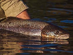 vacation cottage rentals in New Brunswick, Canada