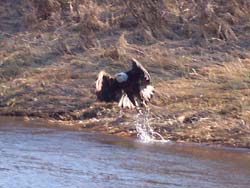 abundant wildlife to enjoy